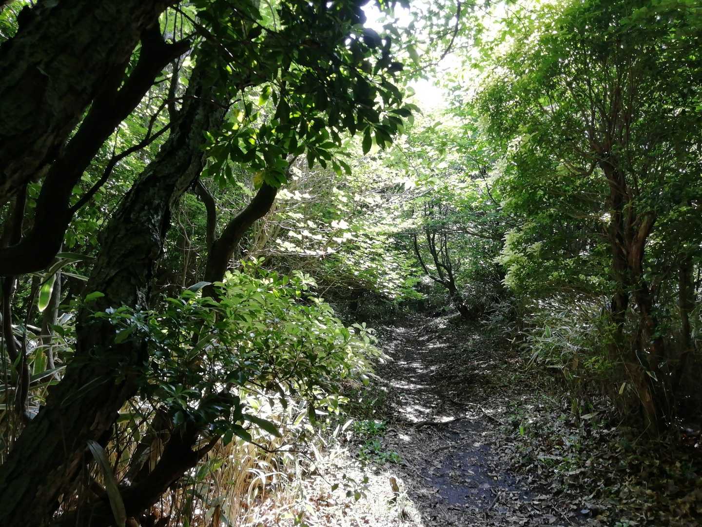 鞍岳からツームシ山へ。花コースを歩く。