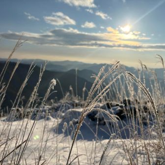 ススキがムヒョーっぽくなってる