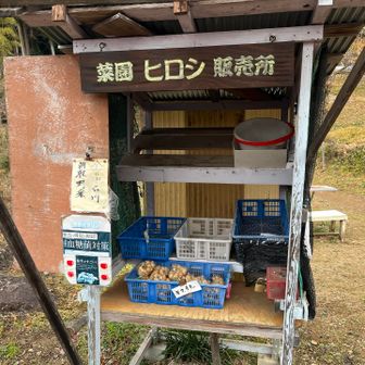 ヒロシです
キクイモが出てたとです！

買わなかった事を後悔したとです！