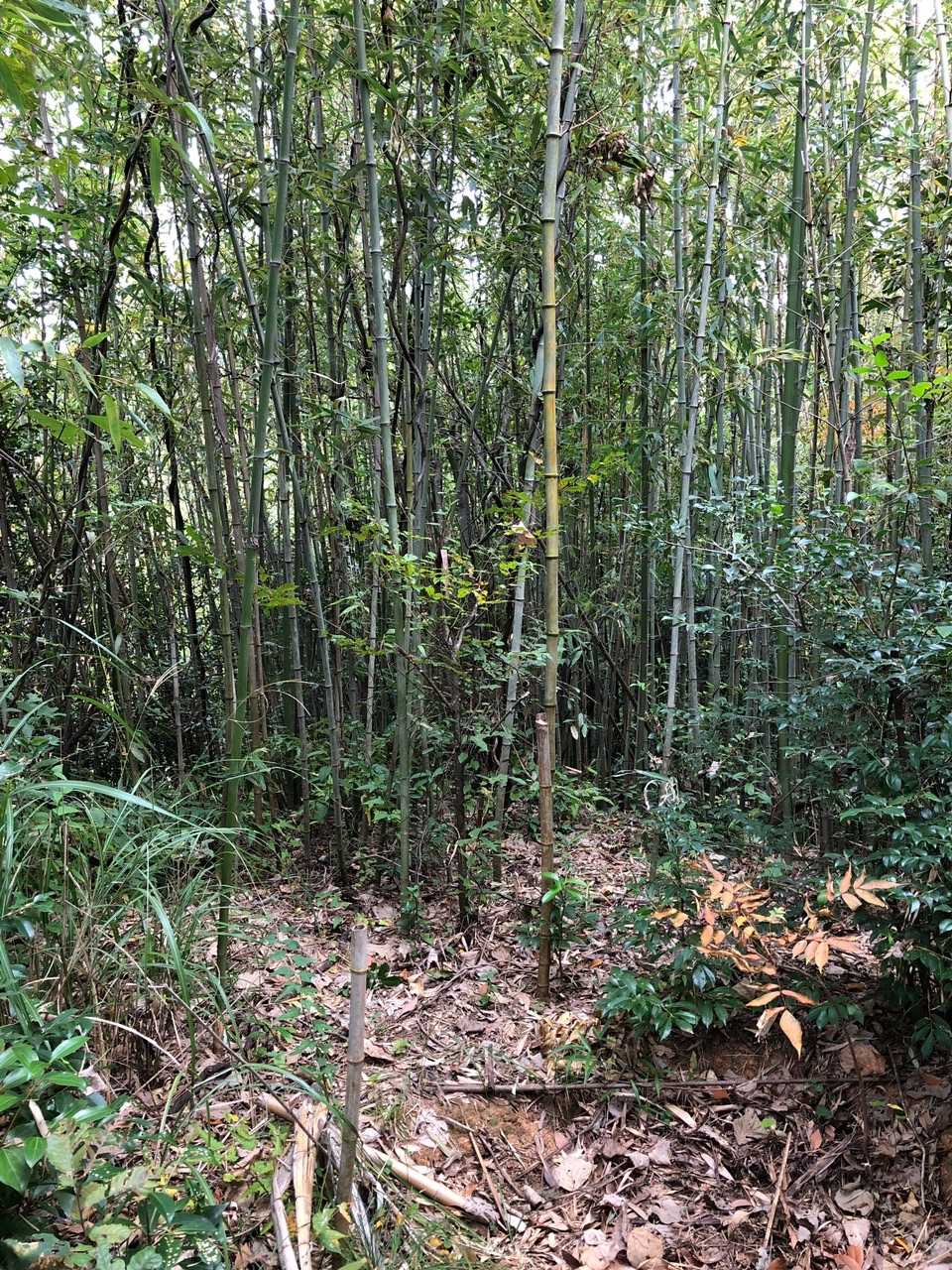 ここを高田山山頂とします⛰
竹藪の中みたいです😅
そしてもうフラフラです🤣