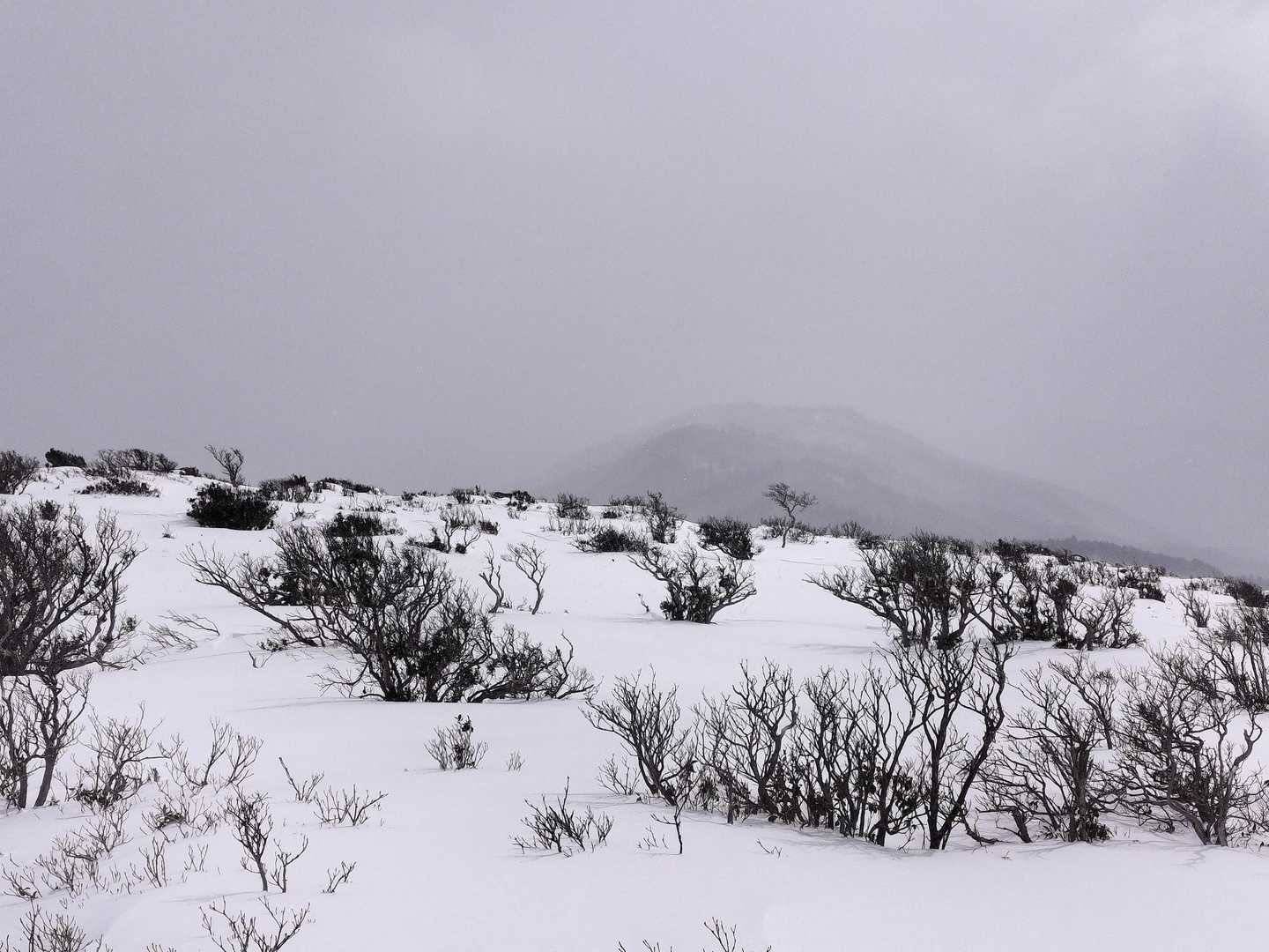 生野高原登山口-達磨ヶ峰-フトウガ峰 往復コースの写真