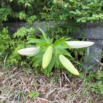 まだツボミのヤマユリをみっけ！