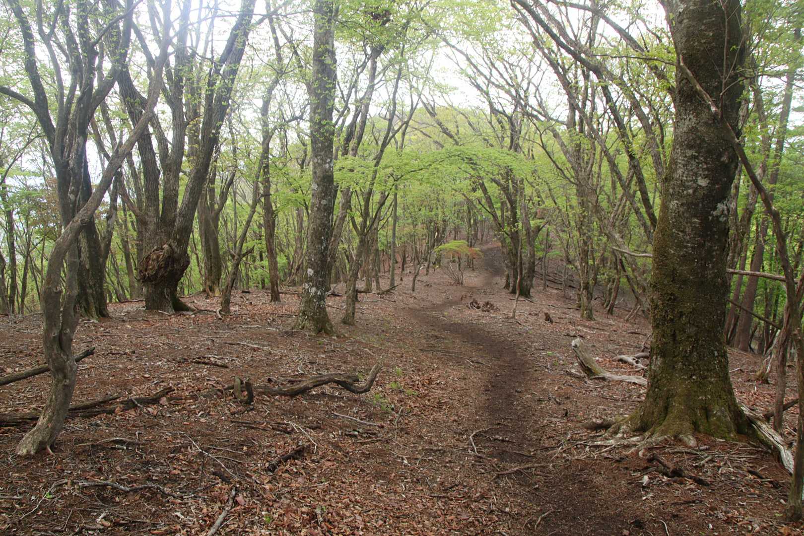 思わず走りたくなる様な広々とした尾根道🏃‍♂️‍➡️
