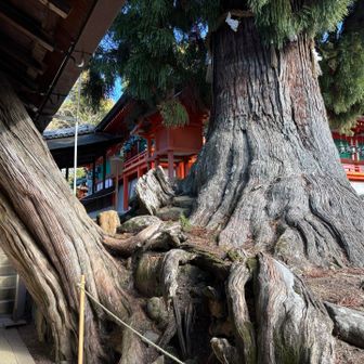 大杉とビャクシンの根元
たくましい🥺