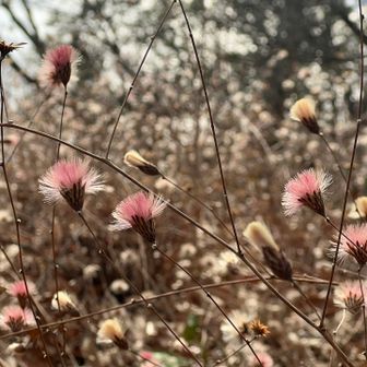 ふわふわが気になって