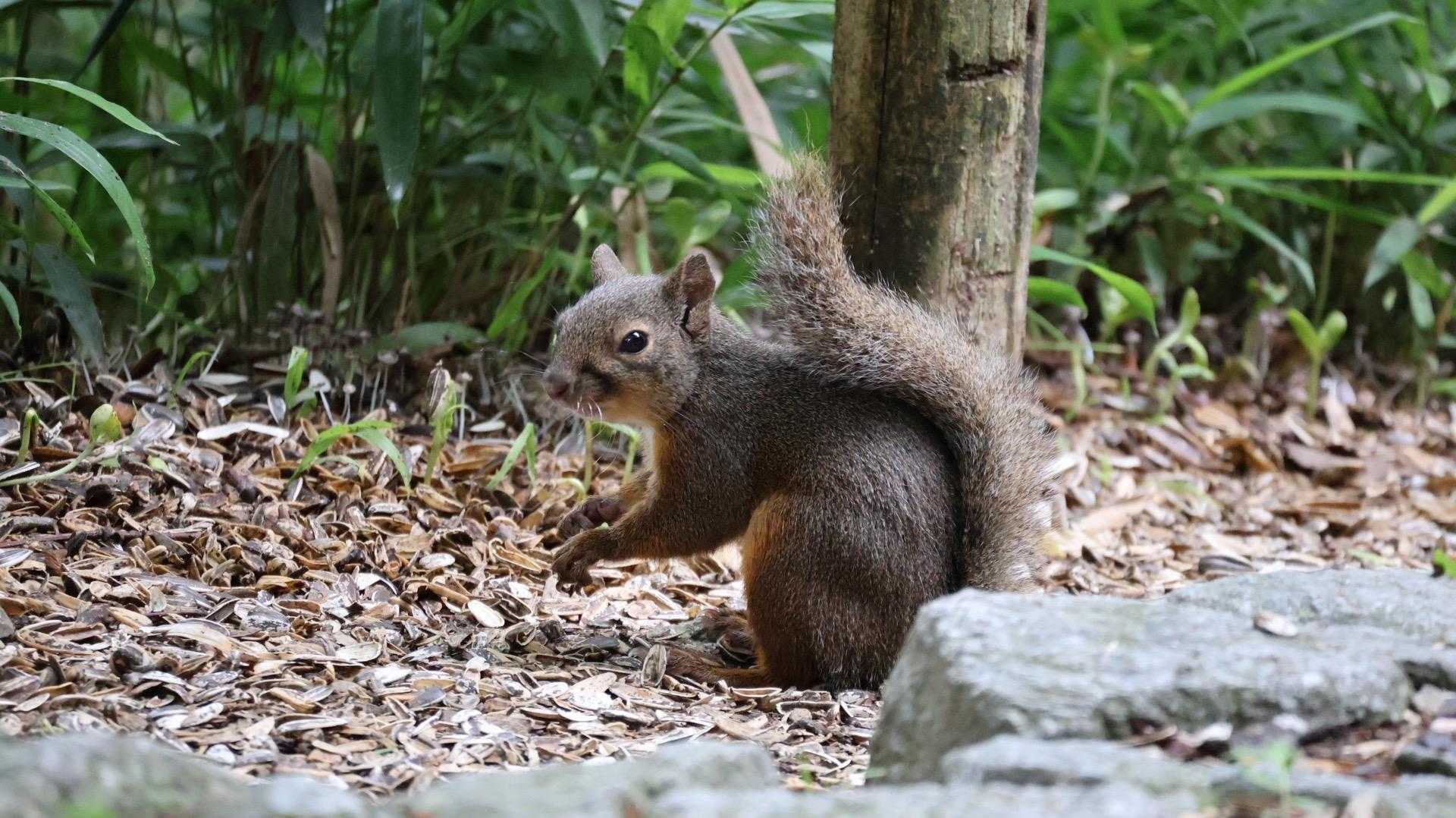 落ちてたひまわりの種をポリポリ