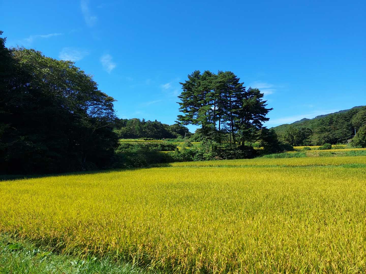のどか～