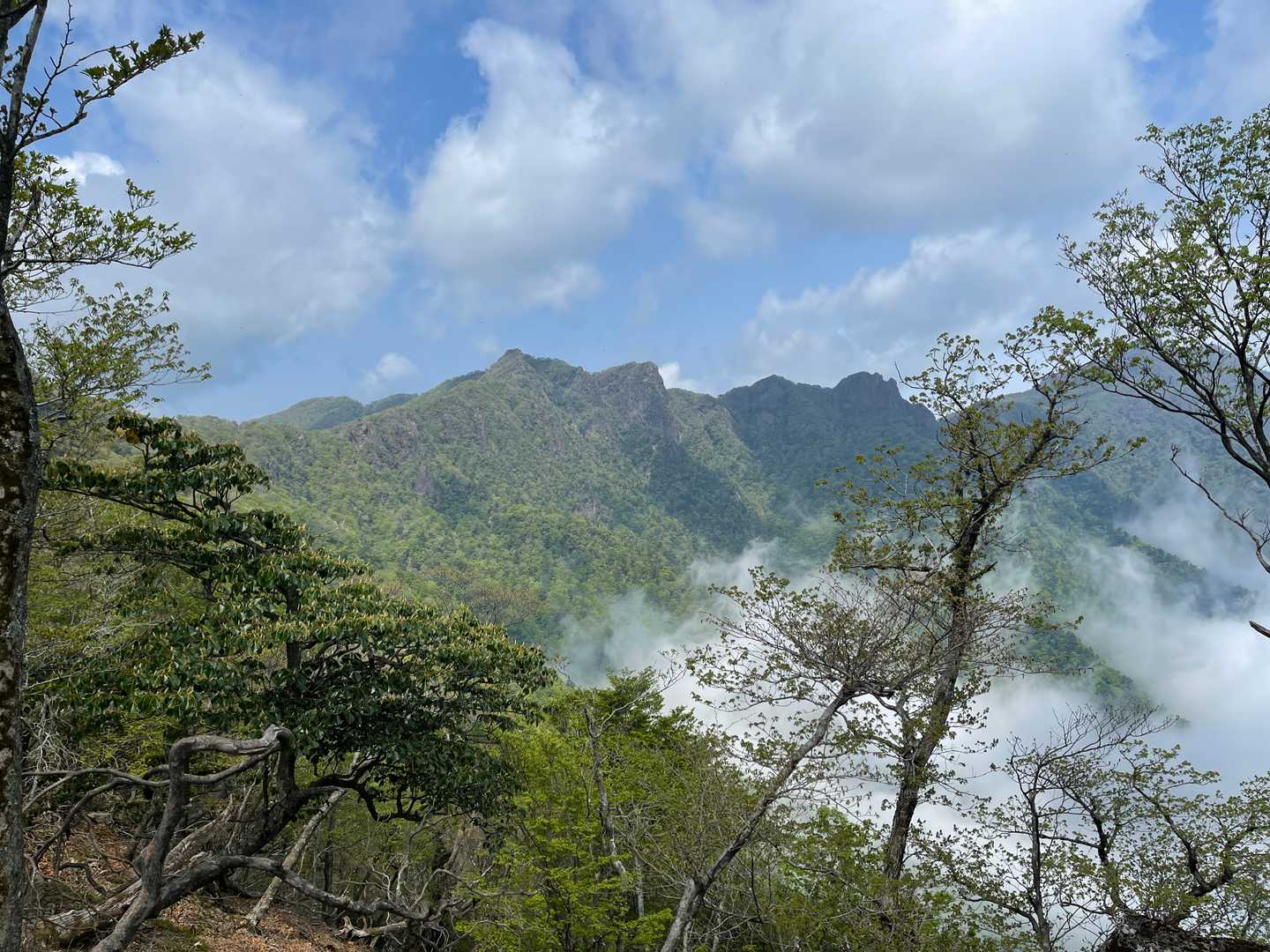 尾平トンネル登山口-尾平越-古祖母山 往復コースの写真