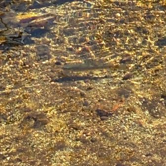 岩魚！わかる？