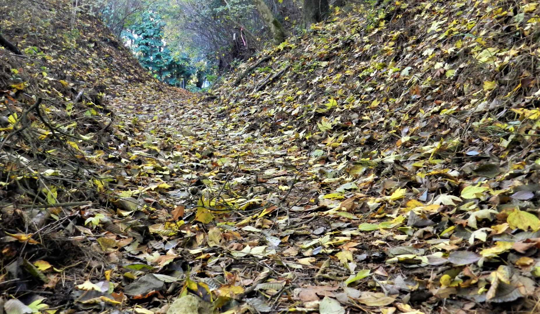 雲辺寺山 往復コースの写真