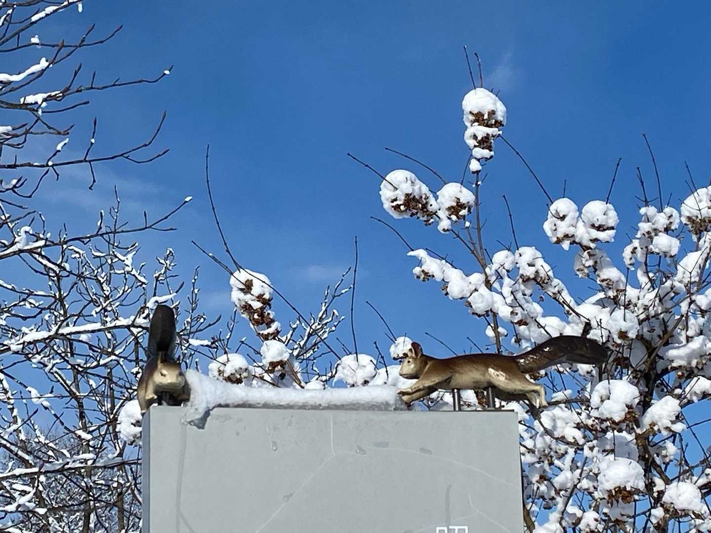 🐿️🐿️