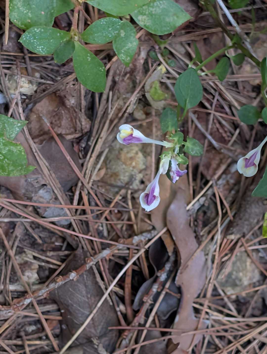 シコクママコナ。