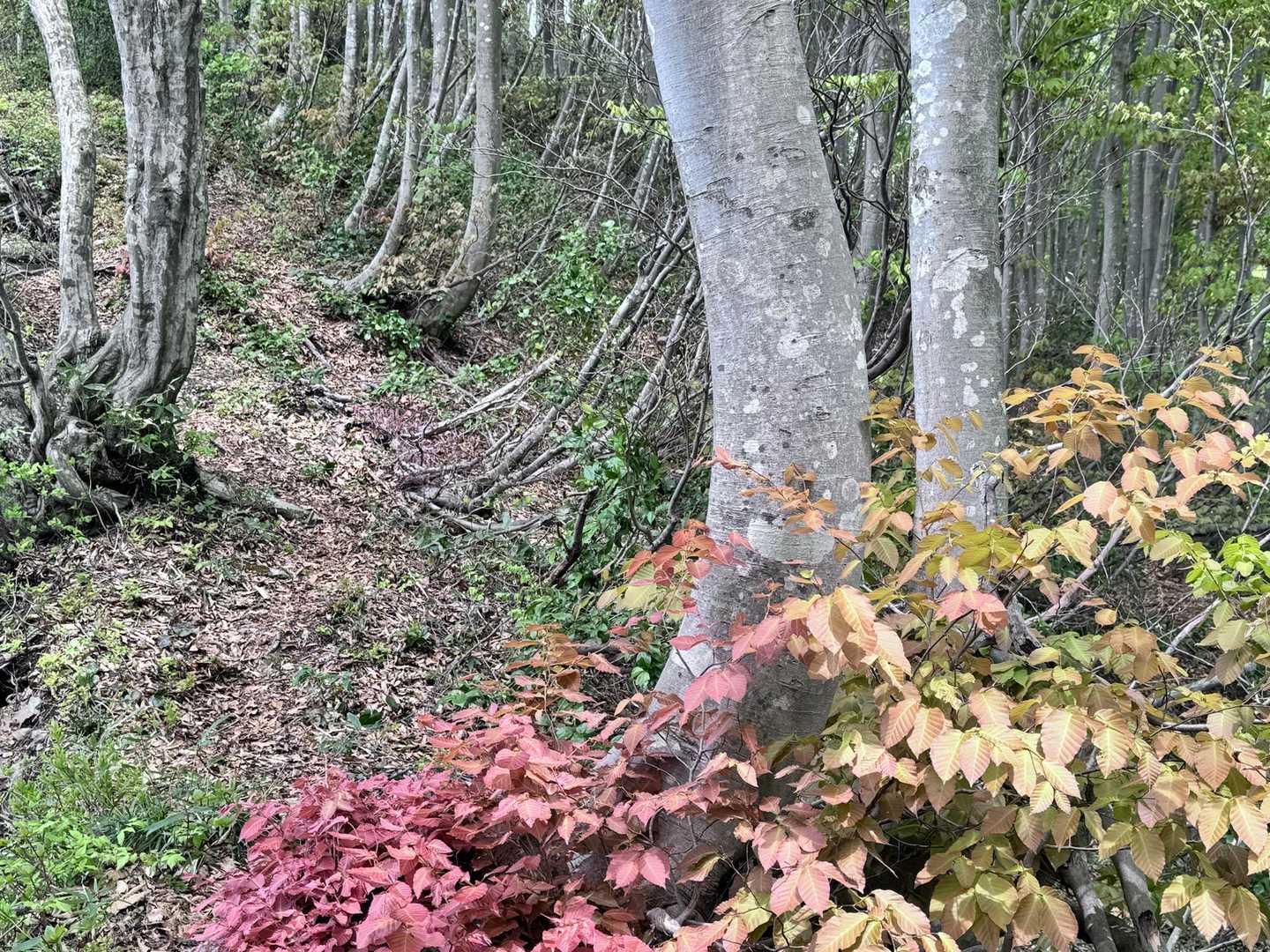 花立峠-鋸山-枡形山-萱峠 周回コースの写真