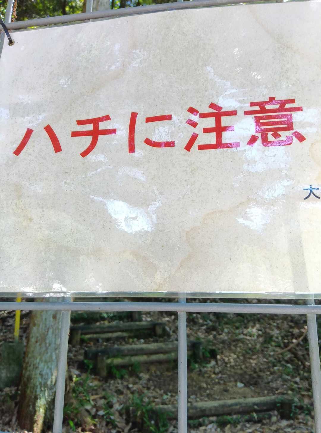 🐝🐝
スズメバチの巣が
近くに有るのかしら？
ちなみに私はアシナガバチ スズメバチ
合わせて7.8回
注射されてる😖😮‍💨