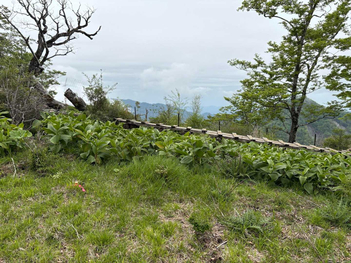 少しの間にまた植物がもりもり成長してる！