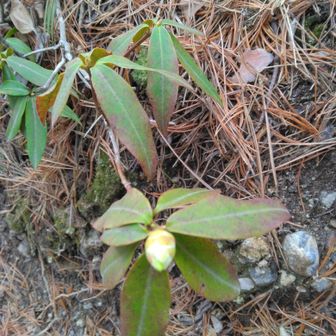 これは！　だいぶ膨らんだ