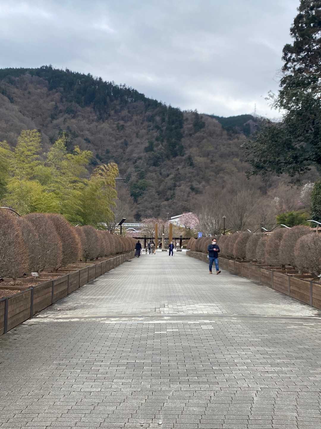 昨年11月に来た時は真っ赤な色付いていたこの道