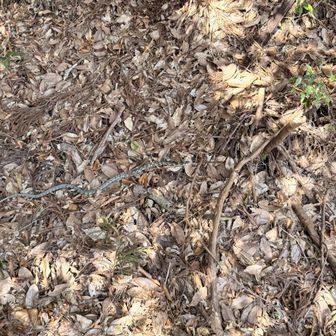 蛇がいた‼️冬眠しないのは熊だけじゃないのね。