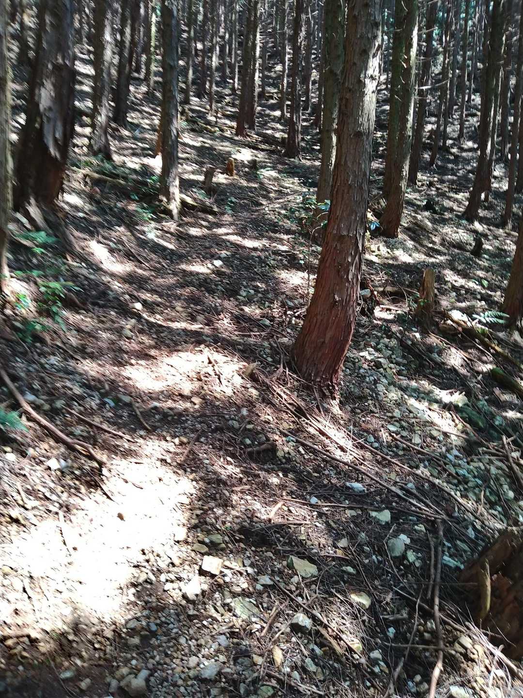 ずっとずっと日陰でした。セミ合唱団のお迎えあり♪