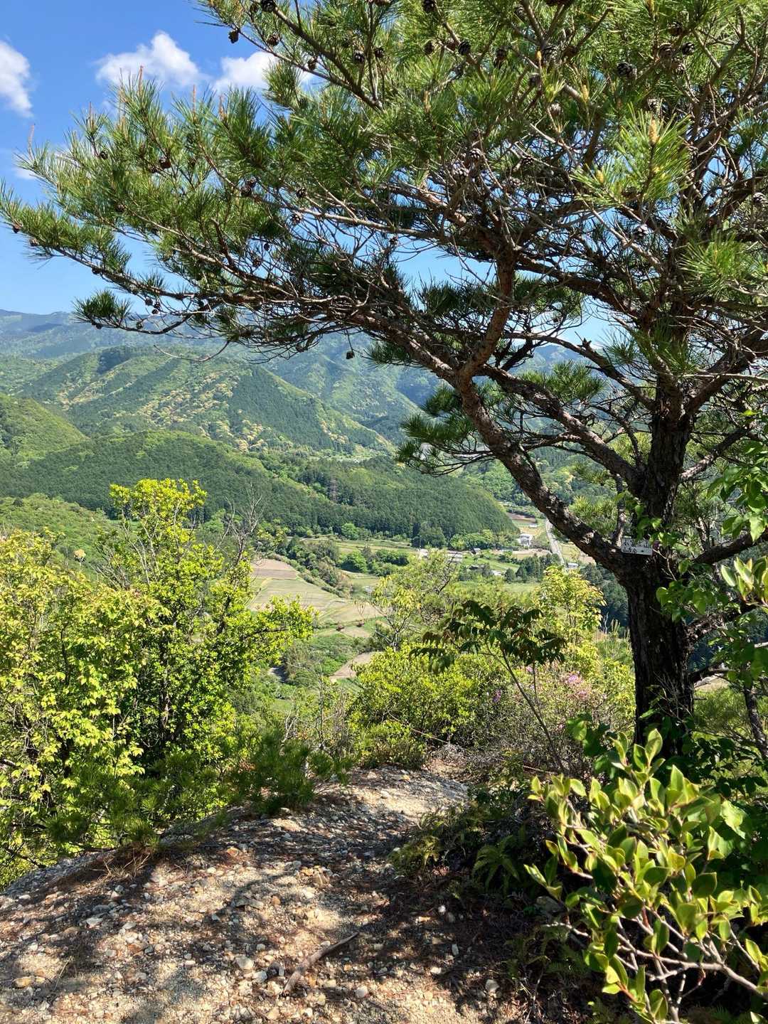 見晴らしのいい場所に出ました。ここからは緩やかな道です！