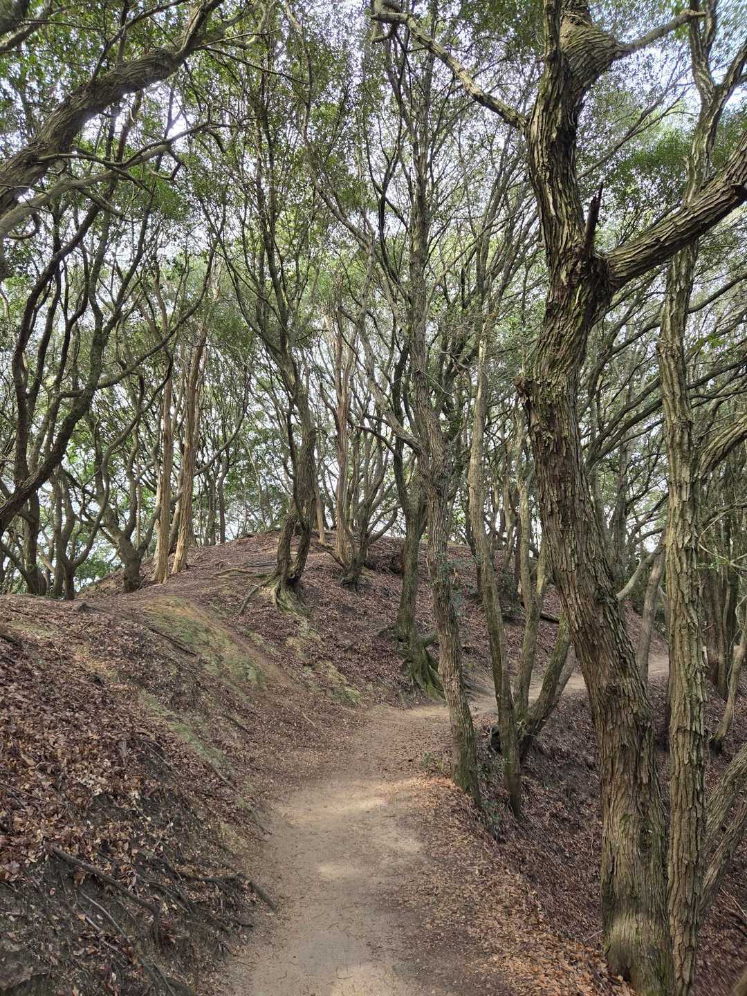 須磨浦公園駅-旗振山-鉄拐山-高倉山 往復コースの写真