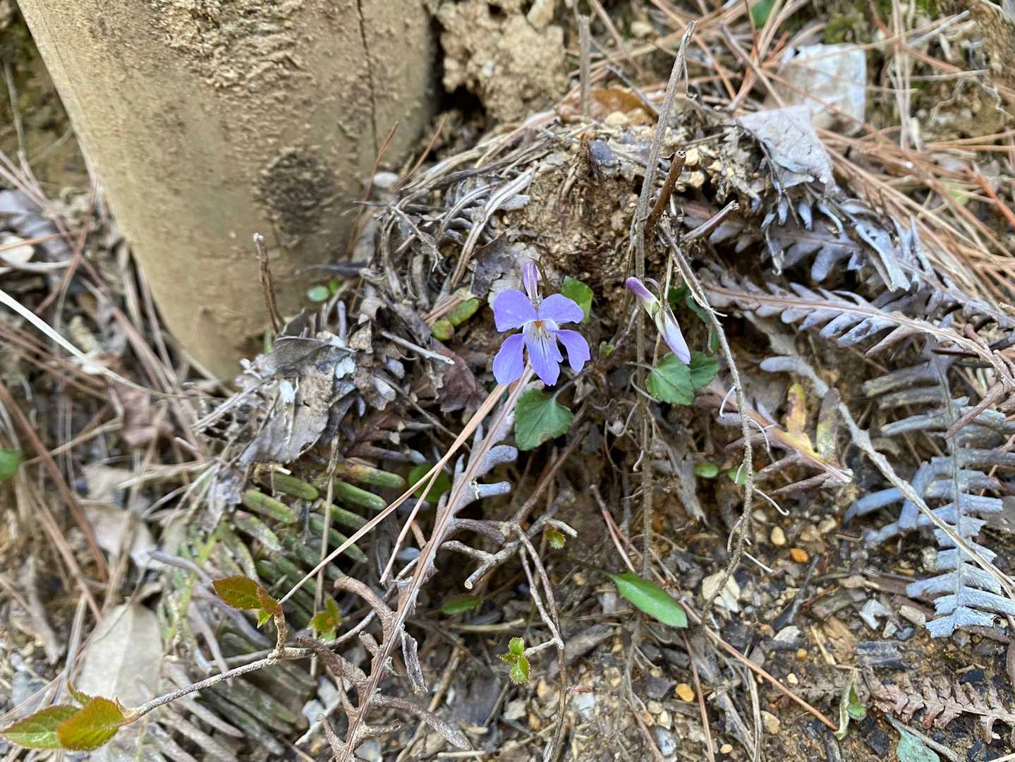階段の端っこにスミレ
しばし癒される
写真を撮りながら息を整えて