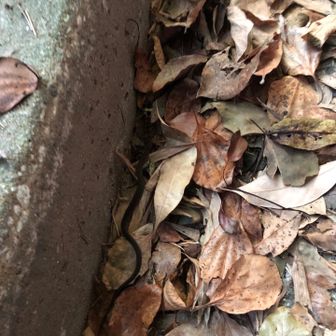 早々に出会ったのは、首に真っ白なラインが入った幼蛇でしたw写真中央の縁石添い🐍
後で調べたらヒバカリの坊やでしたw