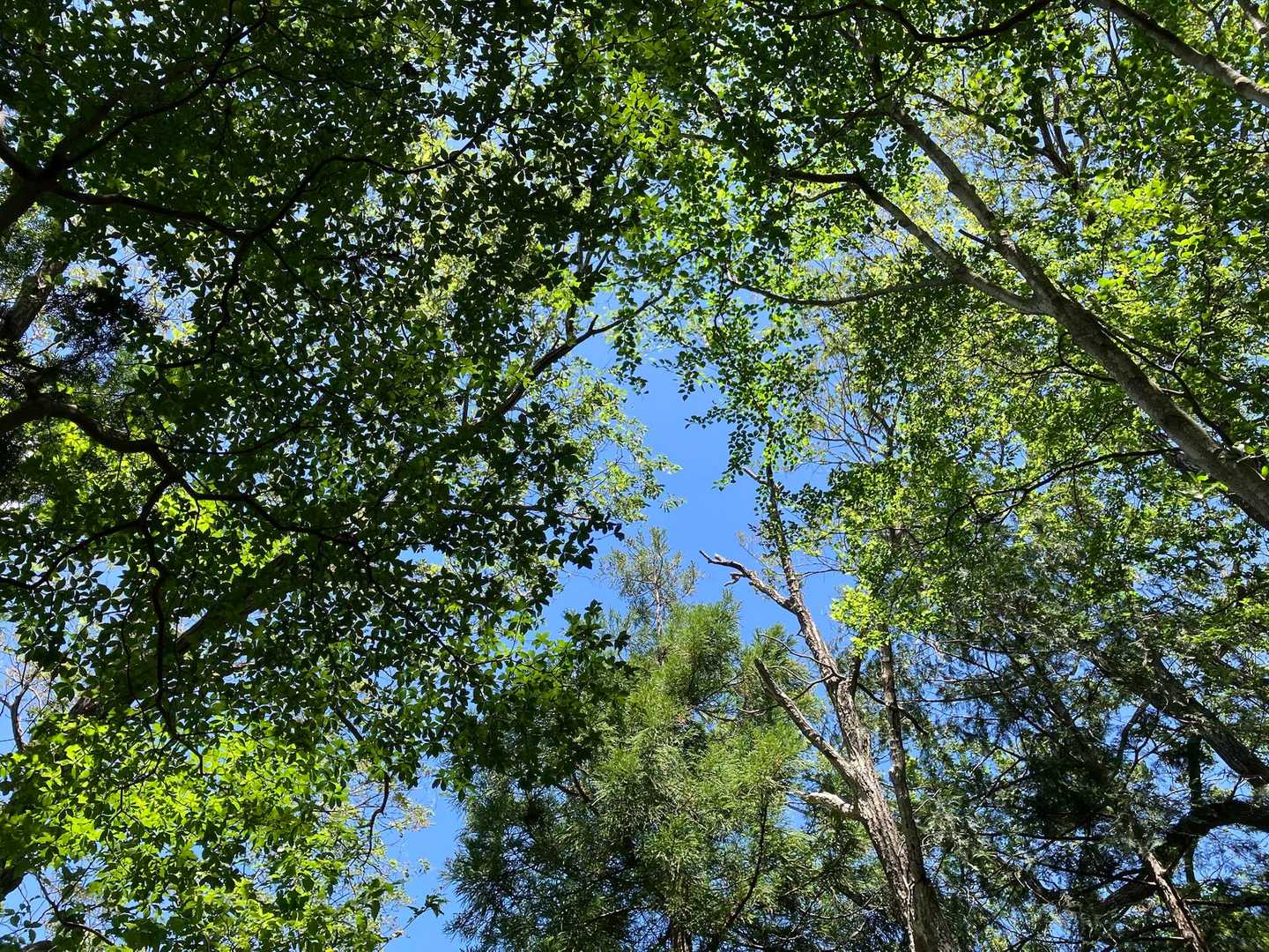 見上げれば青空🩵
