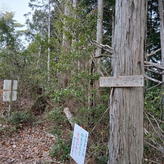 山頂付近は気が生い茂り、風や雪を遮ってくれるので、お弁当にしましたが