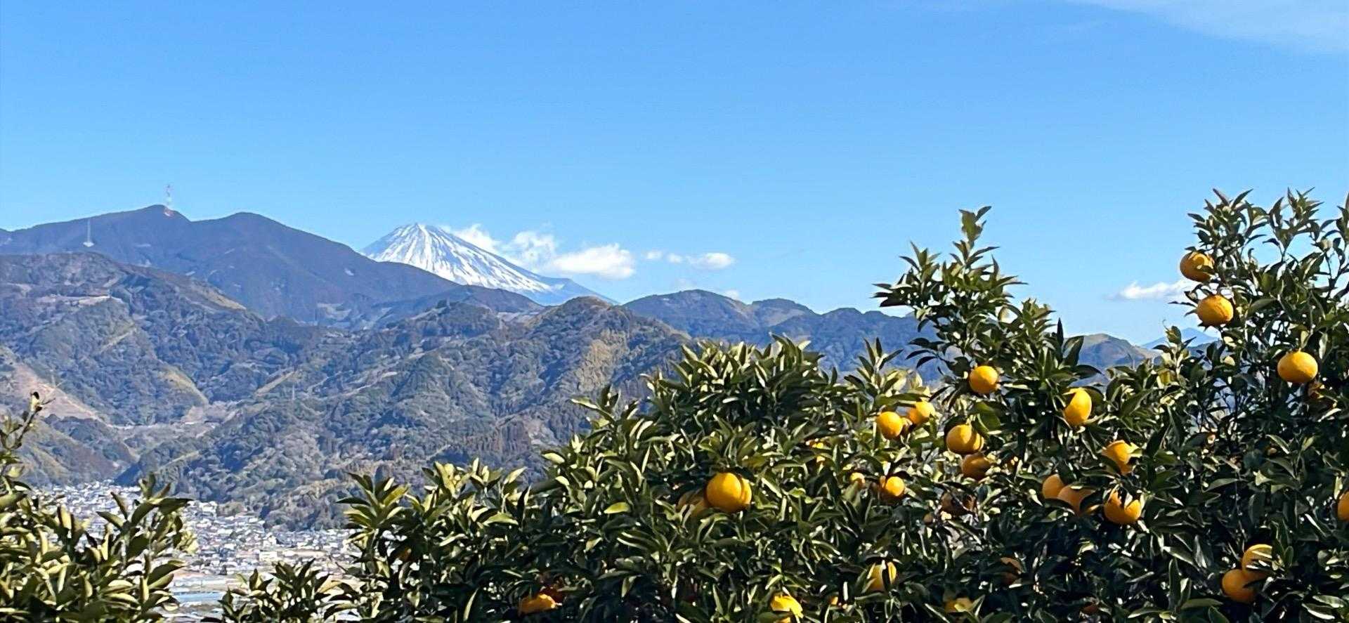 福成山-茶臼山-賤機山-浅間山-浅間神社登山口 縦走コースの写真