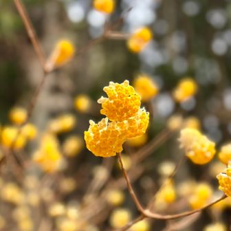 この香りがいいね