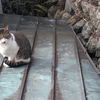 猫ちゃんのお見送り🐱