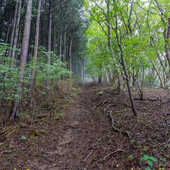 振り返って
写真じゃ伝わらないけどかなりの斜度
