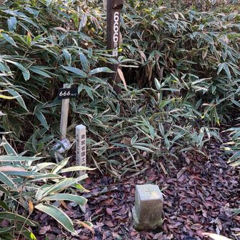 666m峰。
笹に囲まれた山頂。
奈良にも笹があったんやね。
奥秩父みたいな雰囲気。
6は不完全な数字で特に666は悪魔の数字と呼ばれる。
それなのに山名標祭りでランドマークだからびっくり。

30代の頃、トリプルシックス666というプロレスを新木場まで見に行ったことがある。
気になる女の子がブログで推していたからだ。
火花による演出がすごくて面白かったんだけど、そのことをブログに書いたらなぜか女の子が怒り心頭。
何が気に食わなかったのだろうか？

何度も謝ったけど許してもらえず、一度壊れた関係は修復することは無かった。
ネット社会は仲良くなるのも簡単だけど壊れるのもあっという間。
文字だけのやり取りだと、うまく伝わらず誤解も生まれやすいということを知る。
666には良い思い出が無い。
また変なことを思い出してしまった😅
