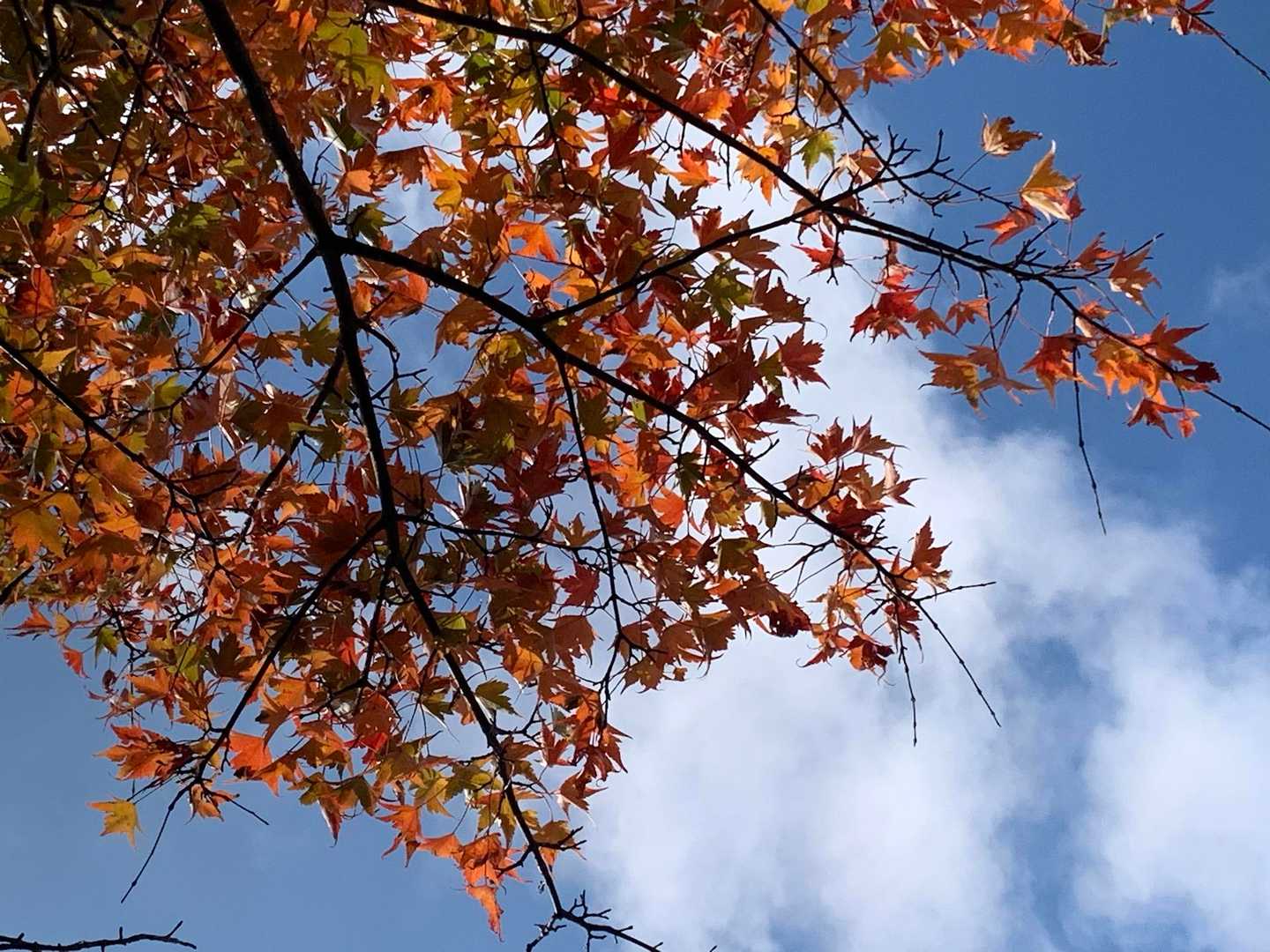 見上げる🩵と、🧡