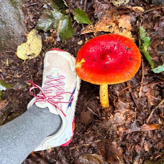 めっちゃ大きなキノコ🍄