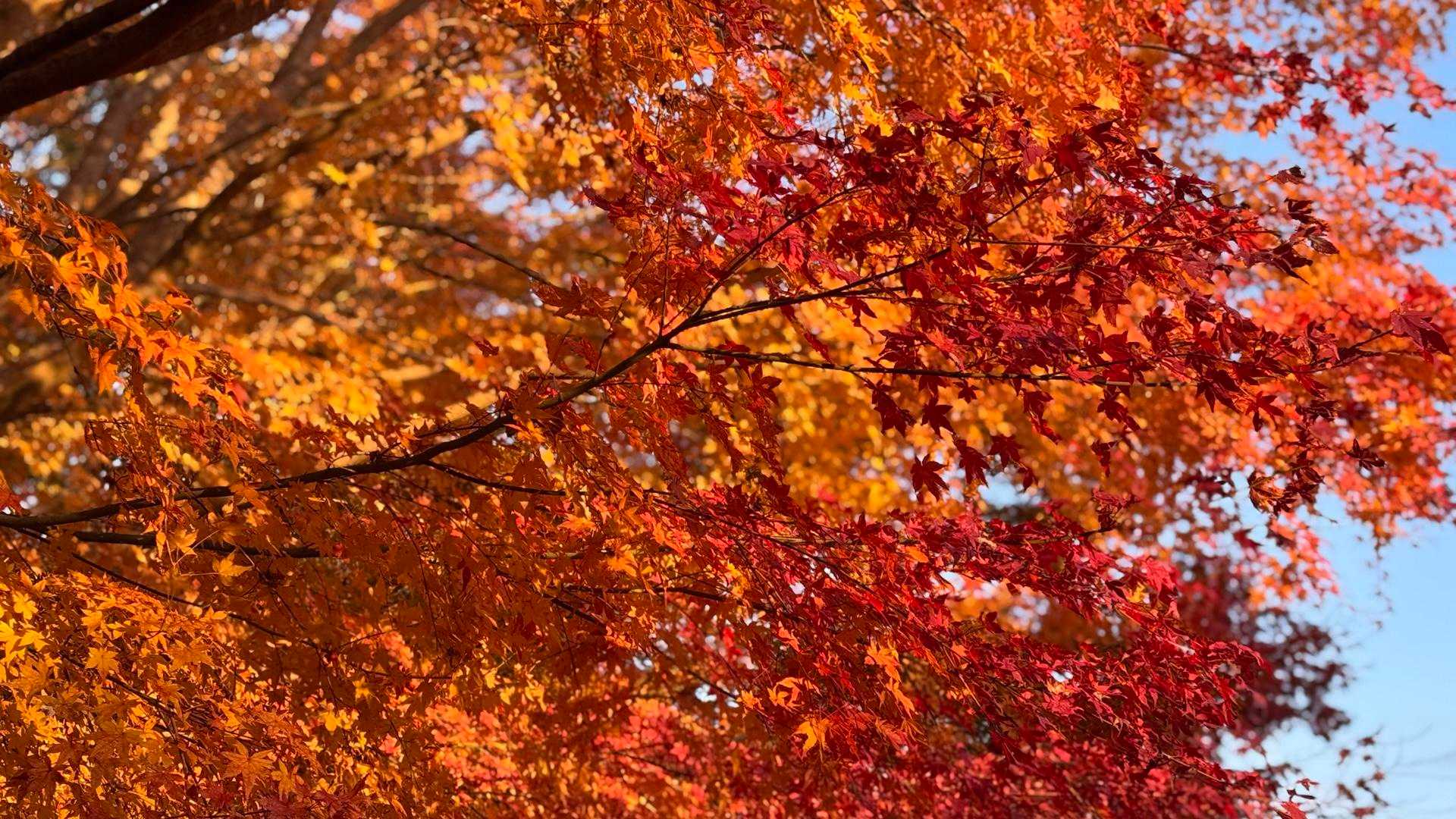生駒縦走道のもみじはMAX🍁🍁🍁