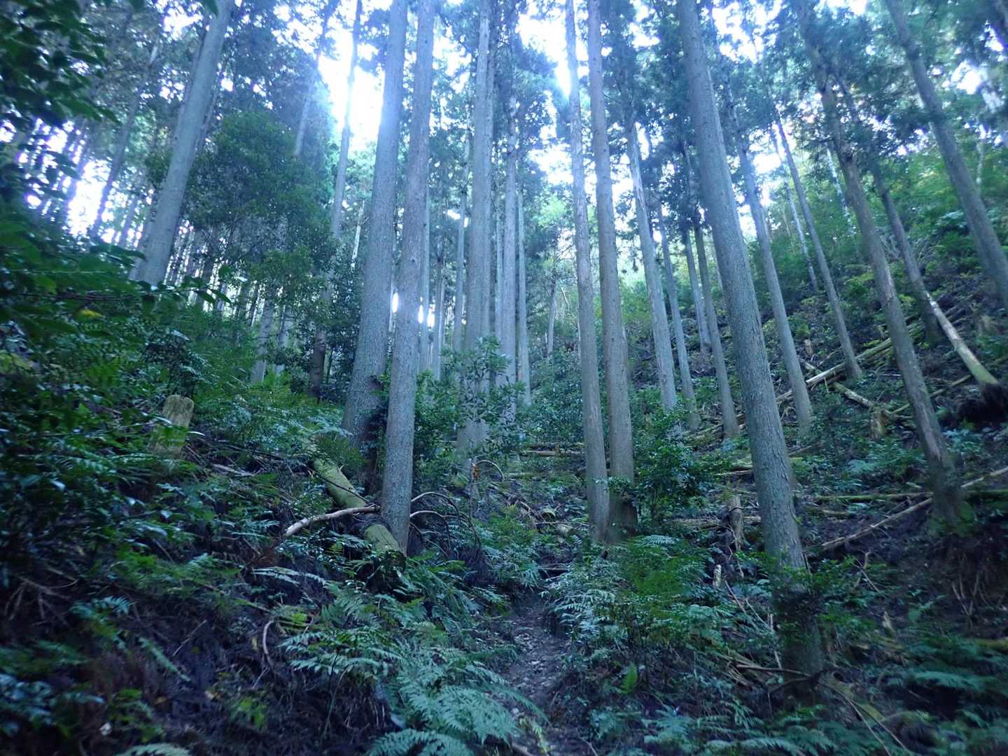 登りはこんな感じで暗い…