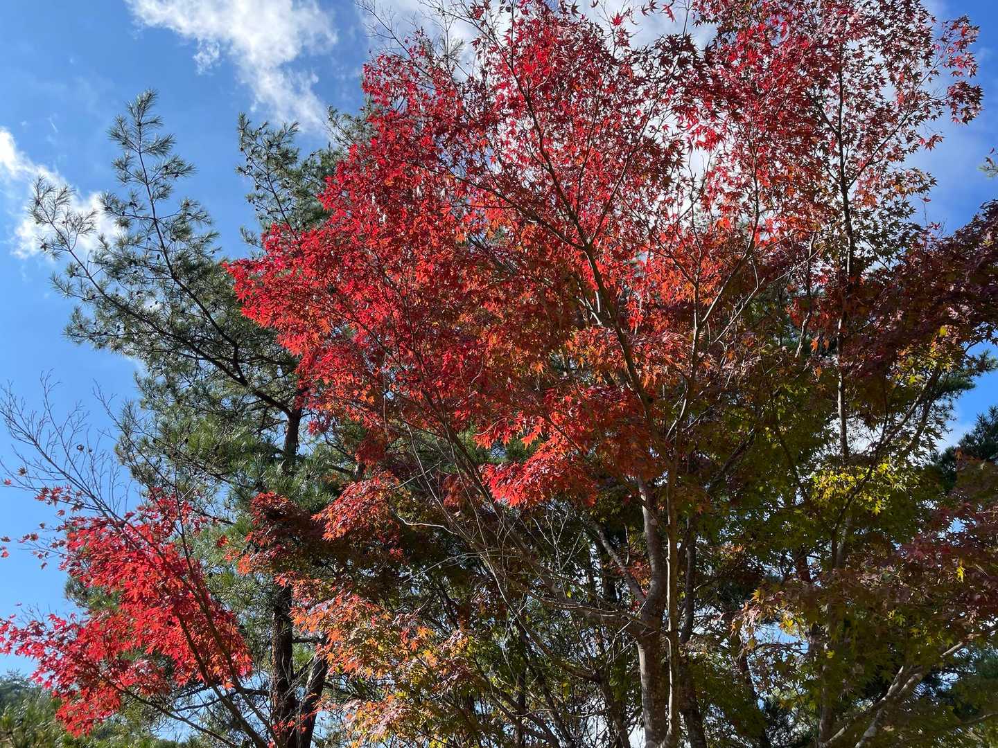 私たちの心も
紅葉🍁