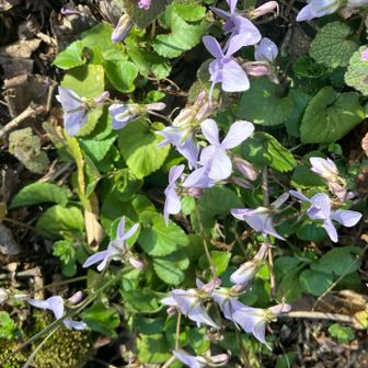 スミレいっぱいの道を進む

今日はいいお天気の下でたくさん花を見られました🌸これから金剛山は楽しく歩けますね😊