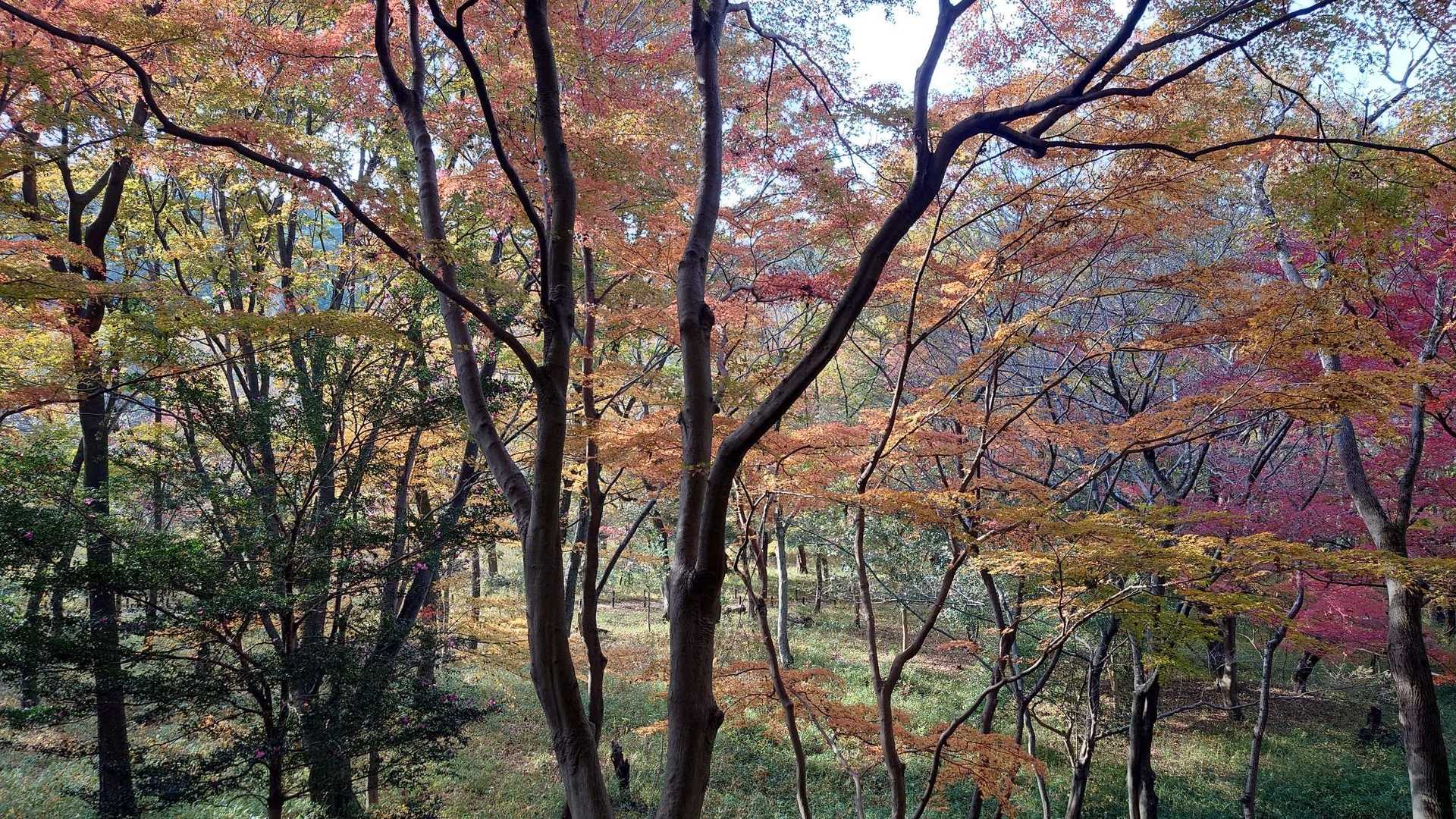 紅葉なかなか良い感じ