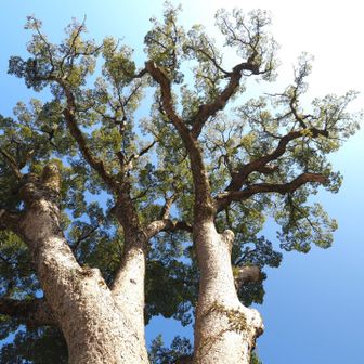 素晴らしい木です。超広角9mm（換算18mm）で、根元から上を向いて撮りました。