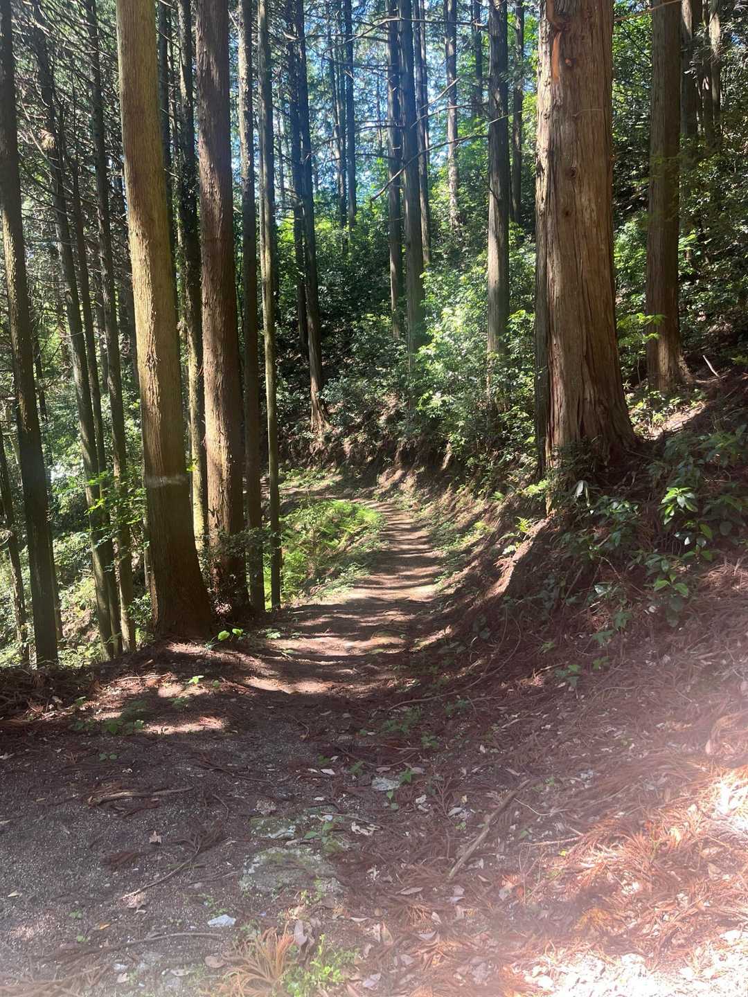 金比羅神社-日詰山-サムハラ神社元宮 往復コースの写真