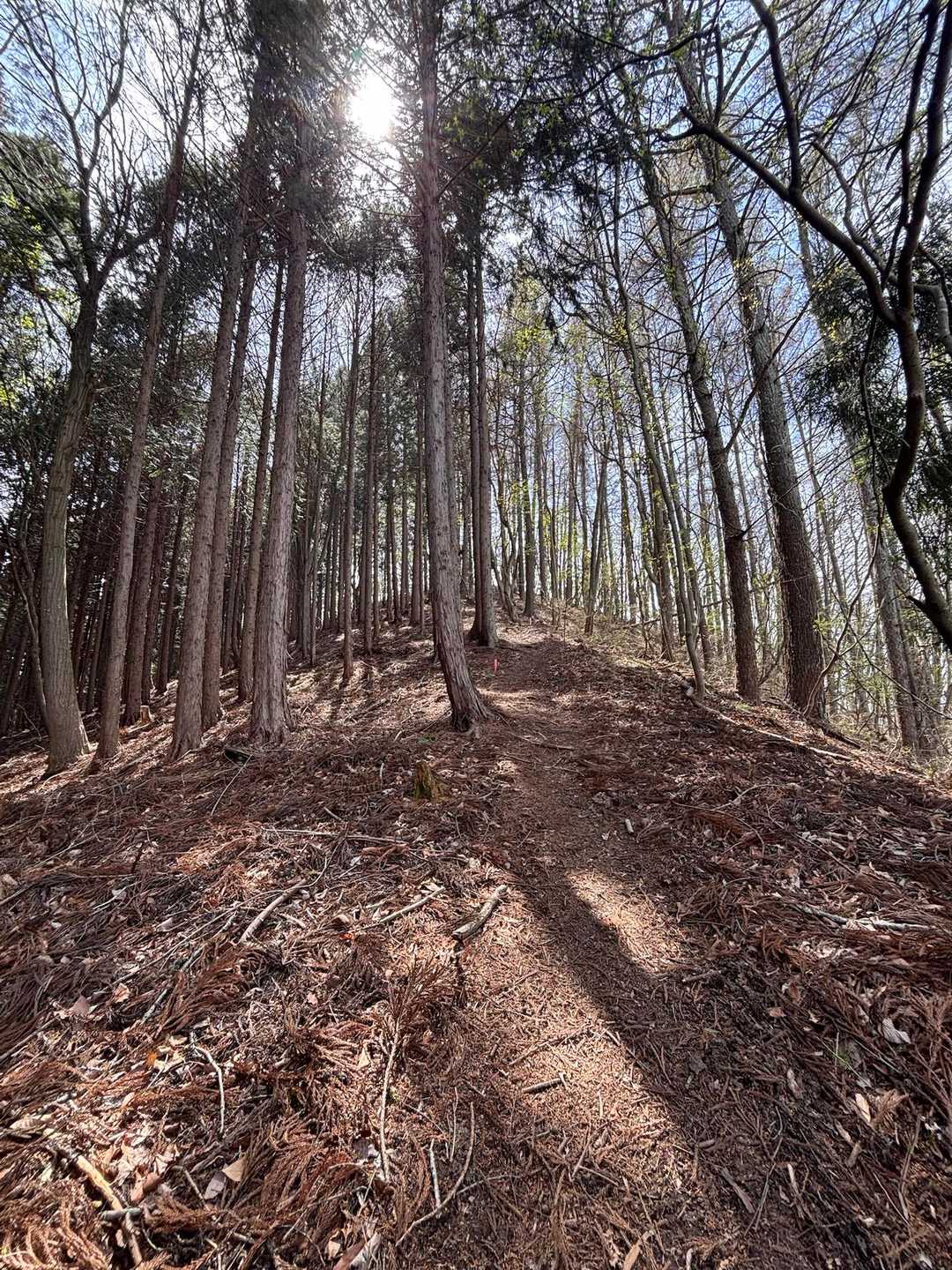 天城山 往復コースの写真