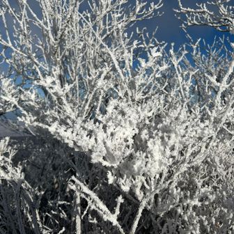 鬼ケ岳の山頂では霧氷がガチガチに🥶