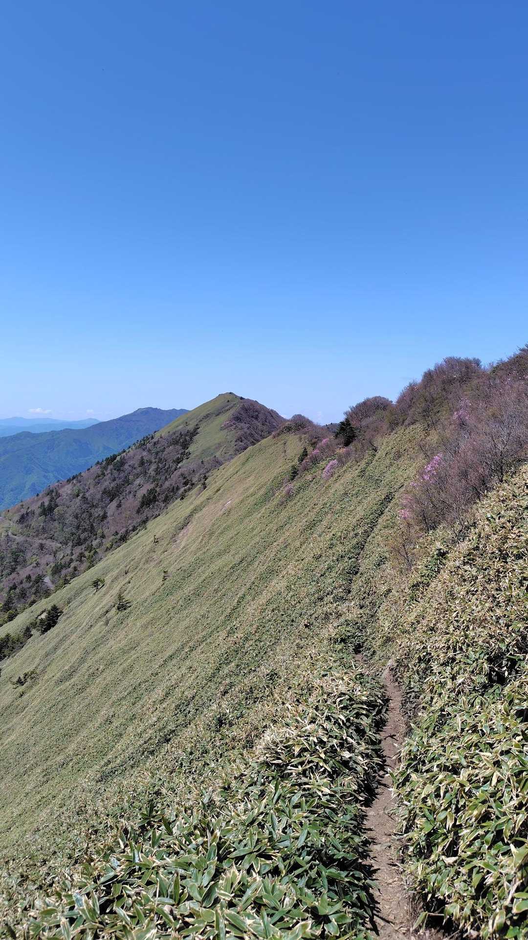 東黒森登山口-伊予富士-東黒森-自念子ノ頭 周回コースの写真