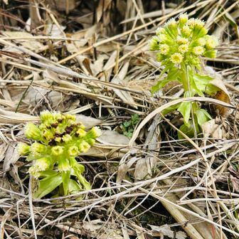 もうフキノトウにお花が