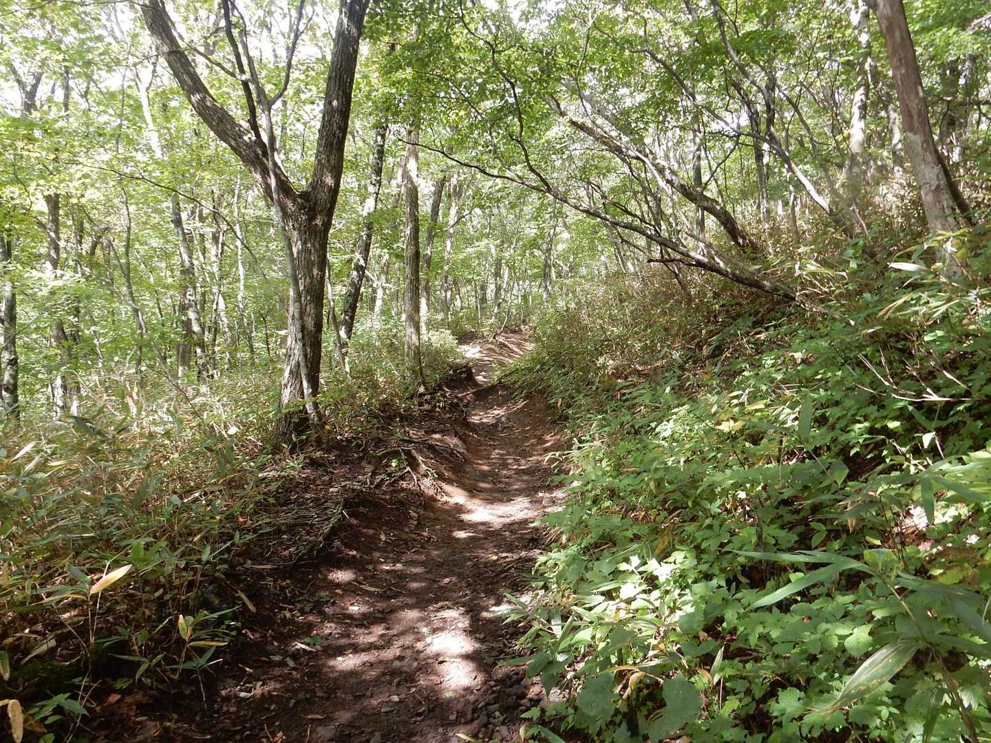 登山口から0.5合目までがとにかく長い😂