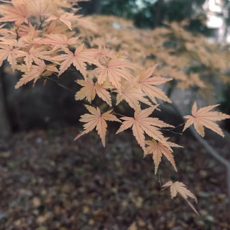 🍁
おつかれ山でした