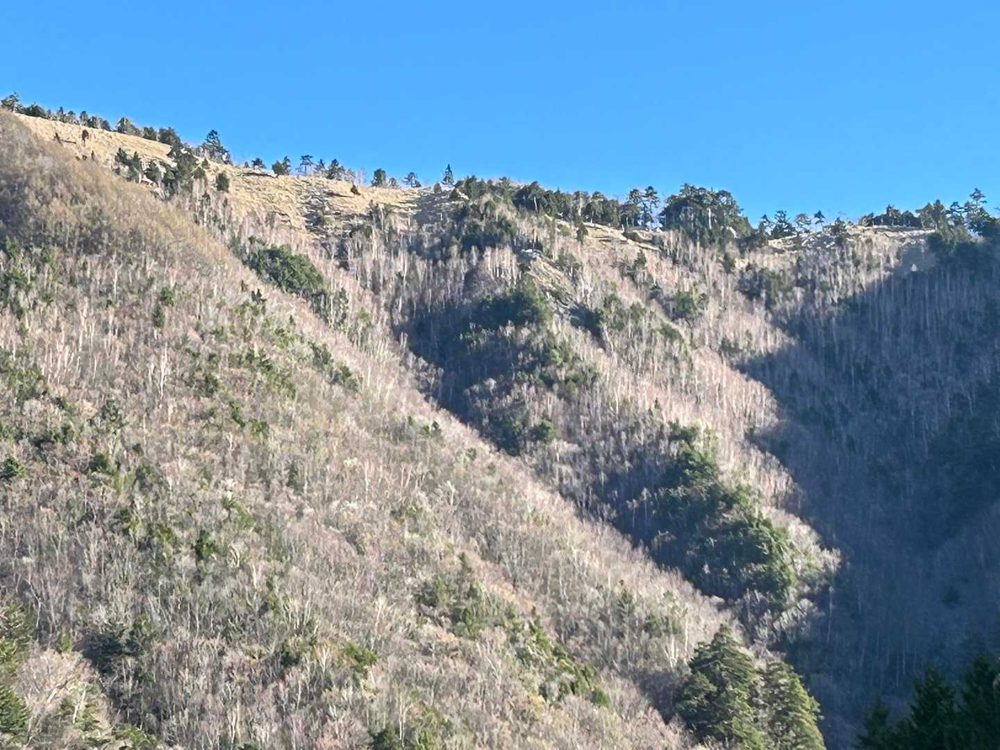 白倉山あたりの稜線。笹が美しいですね✨